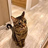 Hope is registered to the contest to win money with this photo: animal, brown, cat, closeup, curious, cute, domestic_animal, ears, feline, floor, fur, hallway, indoor, looking_up, pet, sitting, striped, tabby_cat, whiskers, wooden_floor