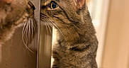 Hope joined the competition — help win amazing prizes! animal, cat, closeup, curious, ears, face, feline, fur, home, indoor, looking, nose, paws, pet, reflection, soft_light, tabby, whiskers, window, young
