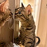 animal, cat, closeup, curious, ears, face, feline, fur, home, indoor, looking, nose, paws, pet, reflection, soft_light, tabby, whiskers, window, young