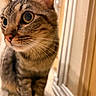 Hope joined the competition — help win amazing prizes! alert, animal, cat, close_up, curious, cute, domestic, ears, eyes, face, feline, fur, indoor, mammal, nose, pet, portrait, tabby, whiskers, young