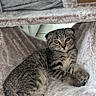 kitten, tabby, cat, cat_tree, furniture, hammock, indoor, window, relaxed, pet, fur, animal, cute, cozy, resting, young, small, whiskers, paws, soft