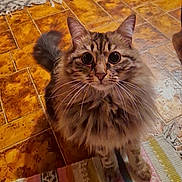 Lynette a rejoint le concours — aidez-le/la à gagner de superbes lots ! cat, fluffy, wide_eyes, curious, indoor, floor, tile, rug, striped_rug, patterned_rug, pet, animal, whiskers, ears, tail, feline, domestic_cat, close_up, looking_up, fur