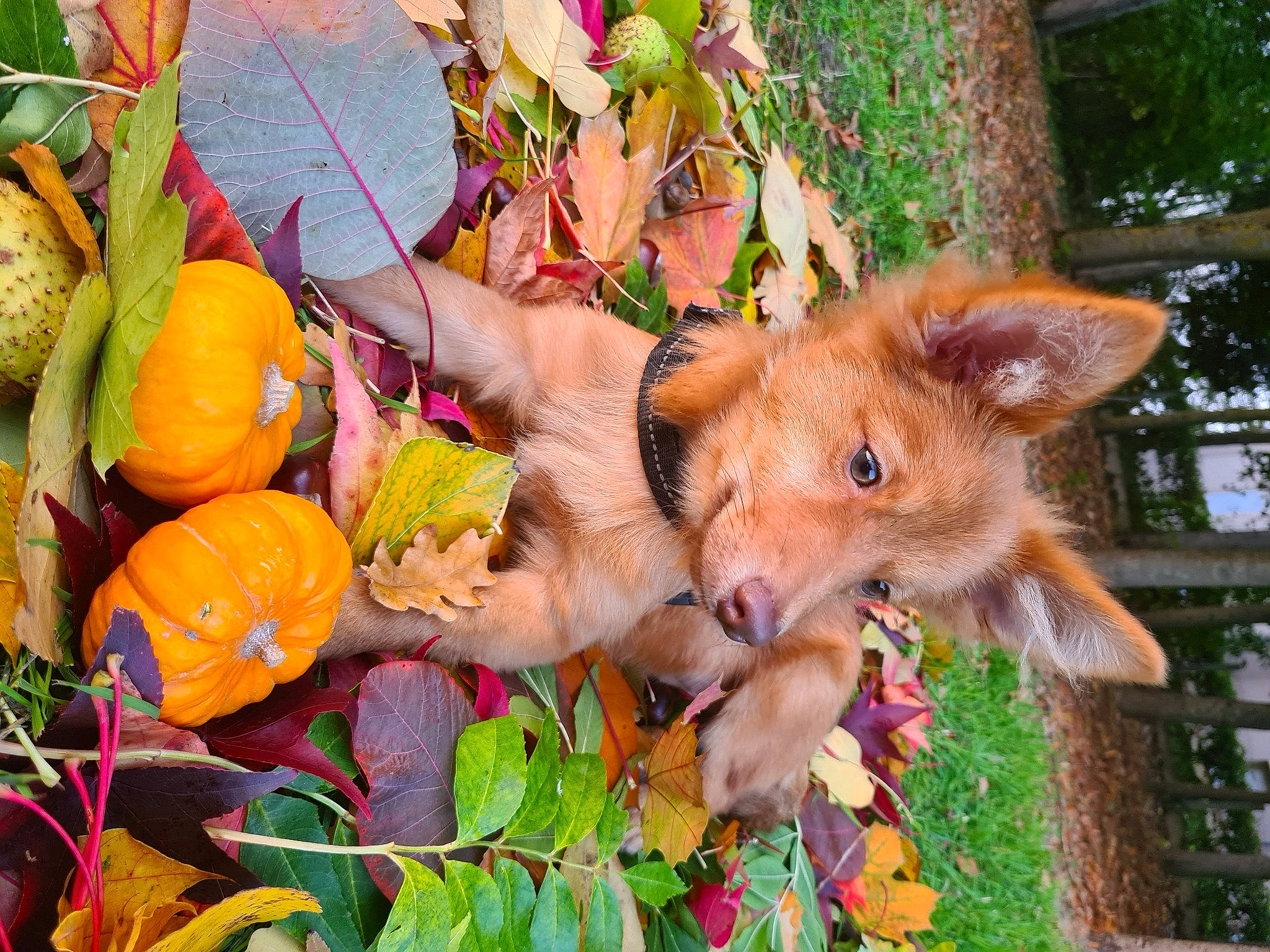Harry participe au concours pour gagner de l'argent avec cette photo : canidae, carnivore, dog, dog_breed, fawn, leaf, pembroke_welsh_corgi, plant, puppy, sporting_group