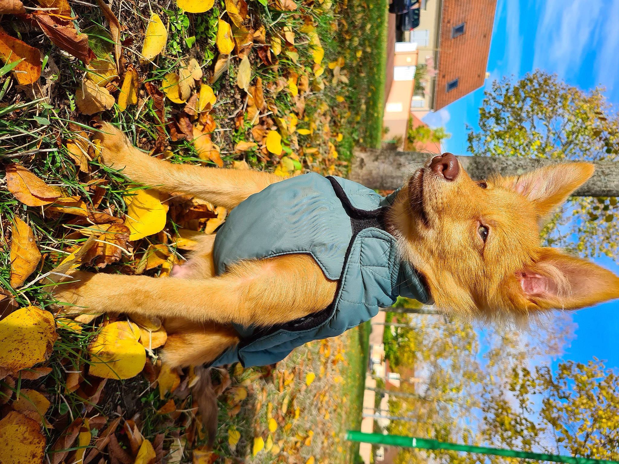 Harry a rejoint le concours — aidez-le/la à gagner de superbes lots ! autumn, canidae, carnivore, dog, dog_breed, fawn, finnish_spitz, leaf, plant, tree, yellow
