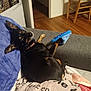 dog, pet, indoor, couch, blanket, slipper, wooden_floor, chair, pillow, black_dog, small_dog, relaxed, looking_back, cozy, home, fur, animal, domestic, resting, paw