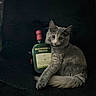 cat, gray_cat, animal, pet, bottle, whiskey_bottle, alcohol, dark_background, feline, fluffy, paw, lying_down, domestic_cat, close_up, portrait, relaxed, indoor, cute, soft_fur, still_life
