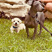 Tiny And Joise joined the competition — help win amazing prizes! dog, puppy, grass, outdoor, pet, animal, collar, leash, playful, cute, mammal, canine, tongue_out, lying_down, standing, nature, friendship, domestic_animal, fur, alert