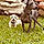 Tiny And Joise