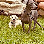 dog, puppy, grass, outdoor, pet, animal, collar, leash, playful, cute, mammal, canine, tongue_out, lying_down, standing, nature, friendship, domestic_animal, fur, alert