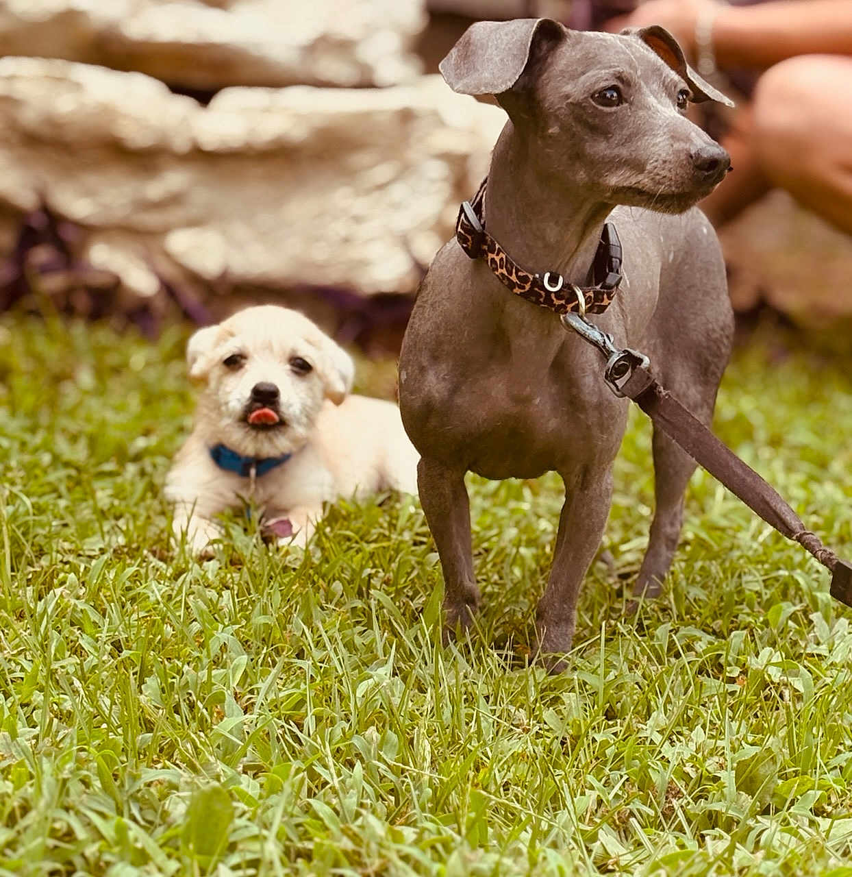 Tiny And Joise joined the competition — help win amazing prizes! dog, puppy, grass, outdoor, pet, animal, collar, leash, playful, cute, mammal, canine, tongue_out, lying_down, standing, nature, friendship, domestic_animal, fur, alert