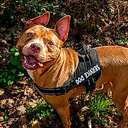 Luna a rejoint le concours — aidez-le/la à gagner de superbes lots ! dog, service_dog, harness, outdoor, leaf_litter, greenery, smiling, ears_up, canine, animal, pet, brown_coat, alert, nature, sunlight, standing, tongue_out, friendly, mammal, companion