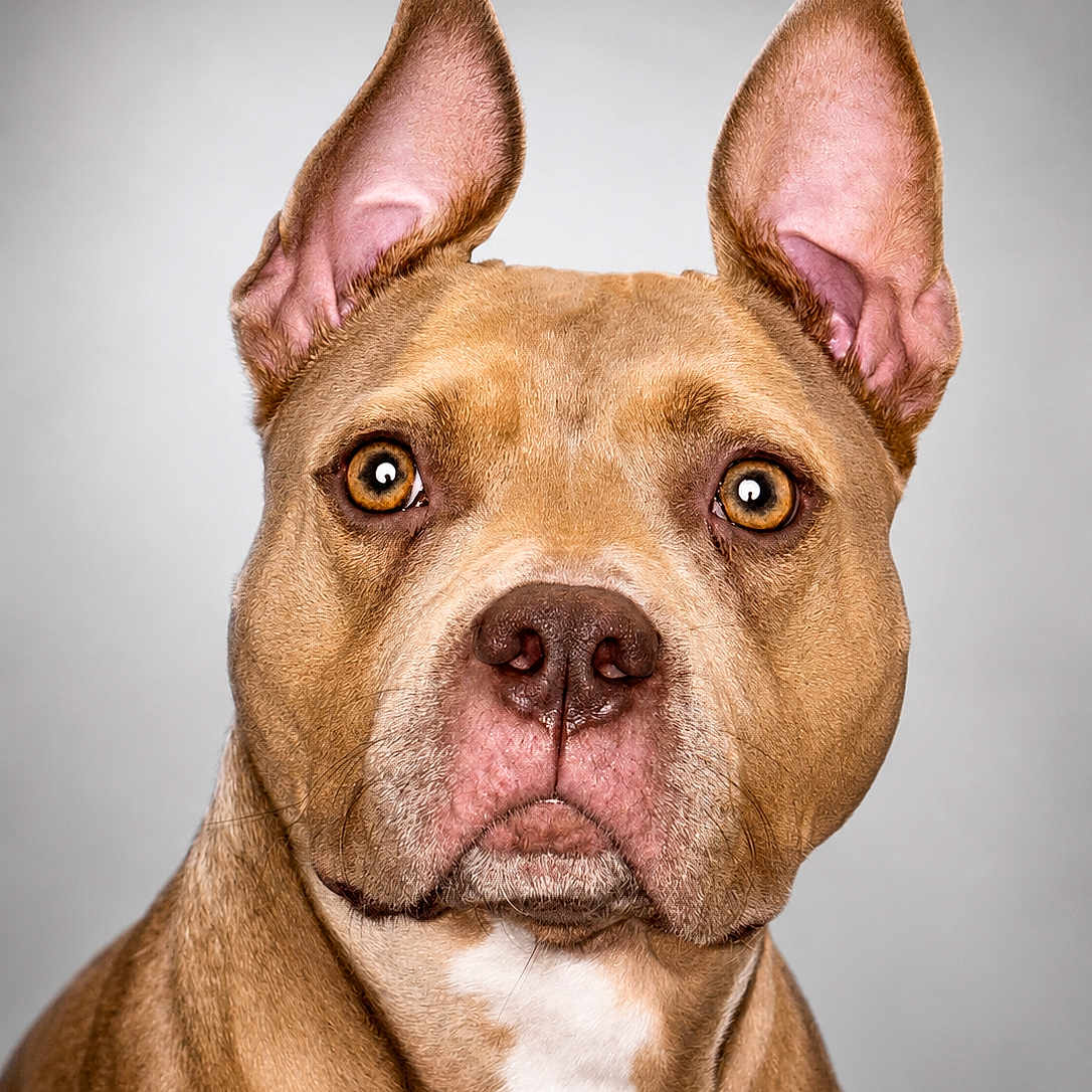 Luna participe au concours pour gagner de l'argent avec cette photo : dog, portrait, close_up, tan, ears, amber_eyes, fur, studio, animal, pet, canine, looking_at_camera, expression, headshot, indoor, background, photography, muzzle, whiskers, nose