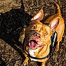 Luna a rejoint le concours — aidez-le/la à gagner de superbes lots ! dog, service_dog, brown_dog, happy, looking_up, outdoor, leaf_litter, shadow, sunny, pet, canine, ears_up, tongue_out, ground, animal, nature, alert, friendly, close_up, daylight