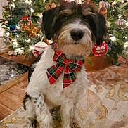 Shilo joined the competition — help win amazing prizes! dog, bow, plaid, christmas_tree, ornaments, holiday, decorations, pet, indoor, carpet, festive, fur, cute, animal, sitting, lights, celebration, christmas, winter, holiday_season