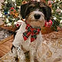 dog, bow, plaid, christmas_tree, ornaments, holiday, decorations, pet, indoor, carpet, festive, fur, cute, animal, sitting, lights, celebration, christmas, winter, holiday_season