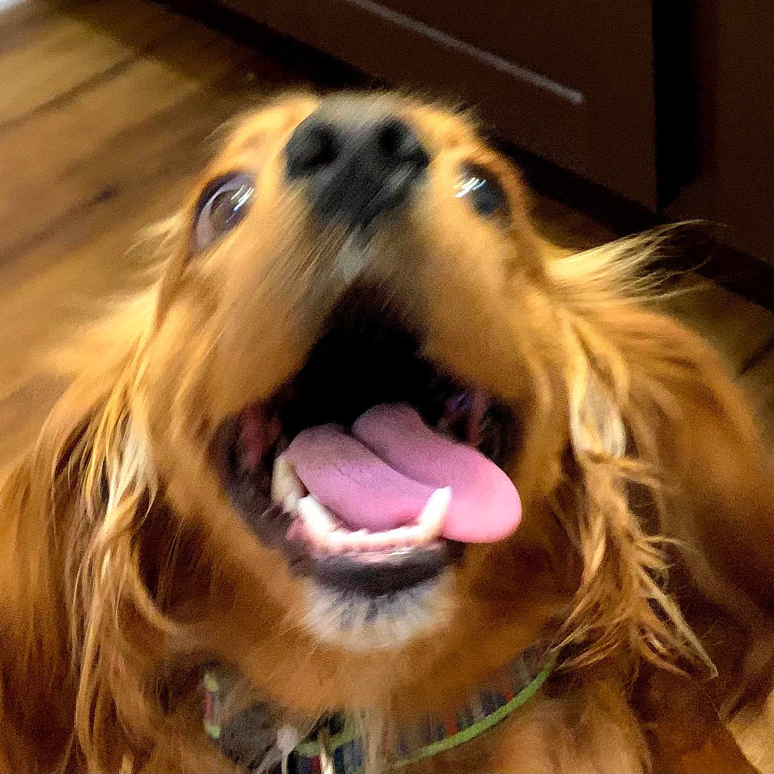 Brusy joined the competition — help win amazing prizes! animal, bodypart, canine, cockerspaniel, dog, goldenretriever, hound, mouth, papillon, person, pet, puppy, snout, teeth, terrier, tongue