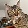 animal, bell, cat, close_up, collar, cute, ears, focused, fur, furniture, golden_eyes, green_eyes, home, indoor, nose, pet, portrait, striped_fur, tabby_cat, whiskers