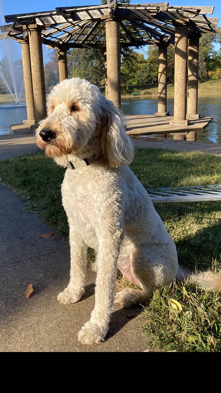 Mia is registered to the contest to win money with this photo: canidae, carnivore, companion_dog, dog, dog_breed, dog_collar, grass, labradoodle, plant, poodle, sky, small_terrier, snout, sporting_group, tail, terrier, toy_dog, tree, water_dog, working_animal