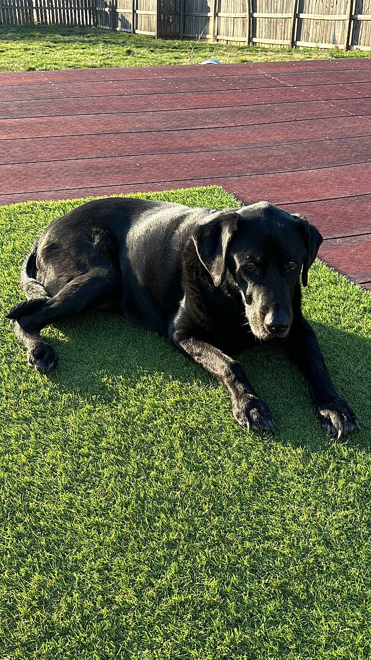 Zoey is registered to the contest to win money with this photo: borador, canidae, carnivore, companion_dog, dog, dog_breed, grass, grassland, groundcover, guard_dog, gun_dog, lawn, pasture, plant, snout, sporting_group, tail, terrestrial_animal, working_animal, working_dog