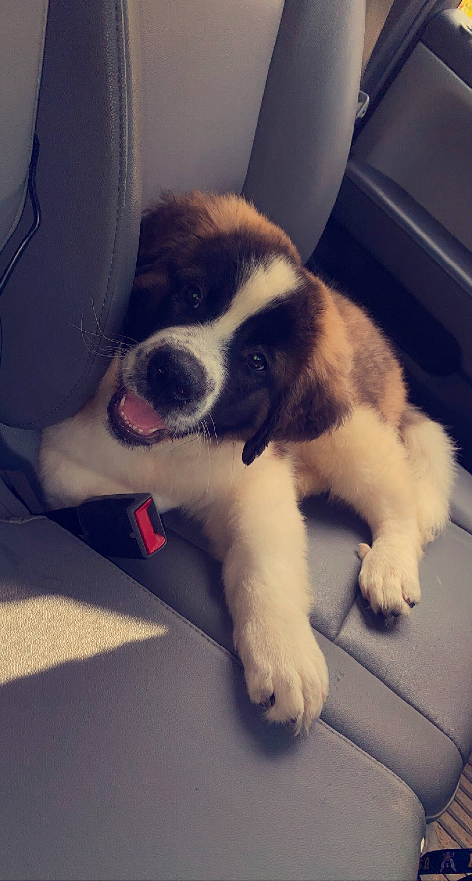 Titus joined the competition — help win amazing prizes! canidae, carnivore, chair, cloud, comfort, companion_dog, dog, dog_breed, foot, fur, head, human_leg, jaw, paw, sky, snout, sporting_group, tail, vehicle_door, whiskers