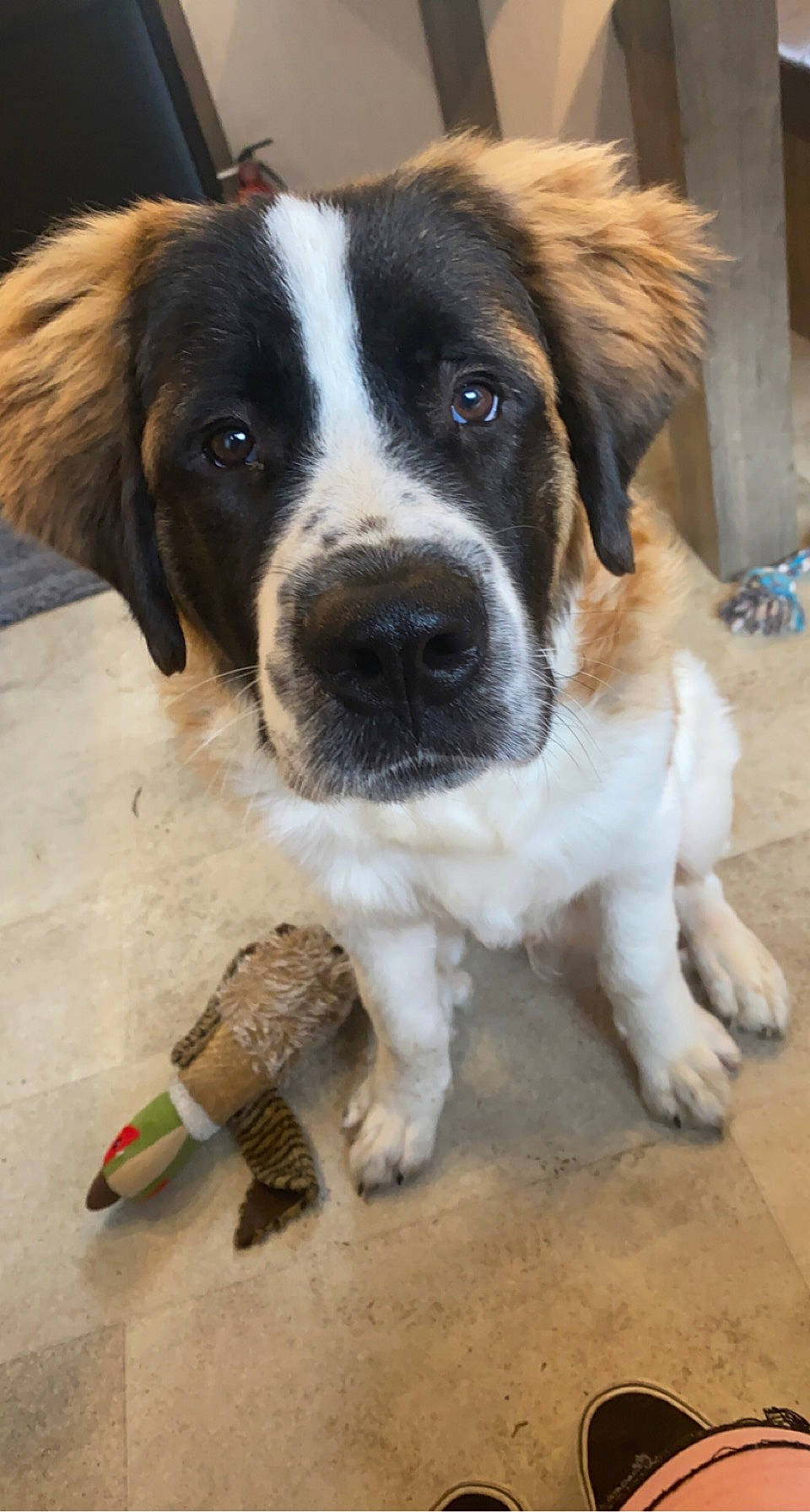 Titus joined the competition — help win amazing prizes! carnivore, companion_dog, dog, dog_breed, fur, snout, sporting_group, working_dog