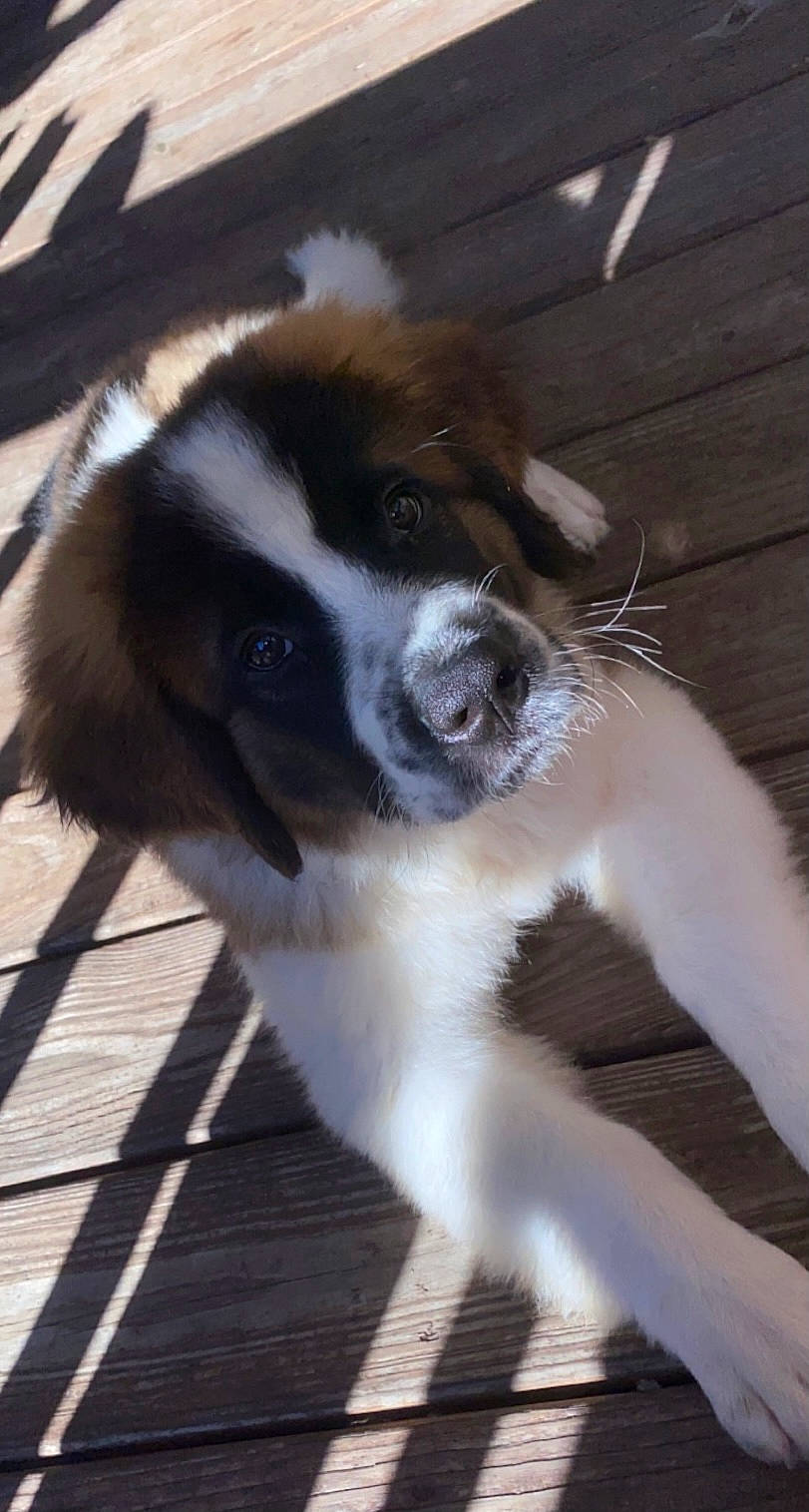 Titus is registered to the contest to win money with this photo: australian_shepherd, border_collie, canidae, carnivore, companion_dog, dog, dog_breed, door, fawn, fur, gun_dog, herding_dog, snout, sporting_group, tail, whiskers, wood, working_animal, working_dog