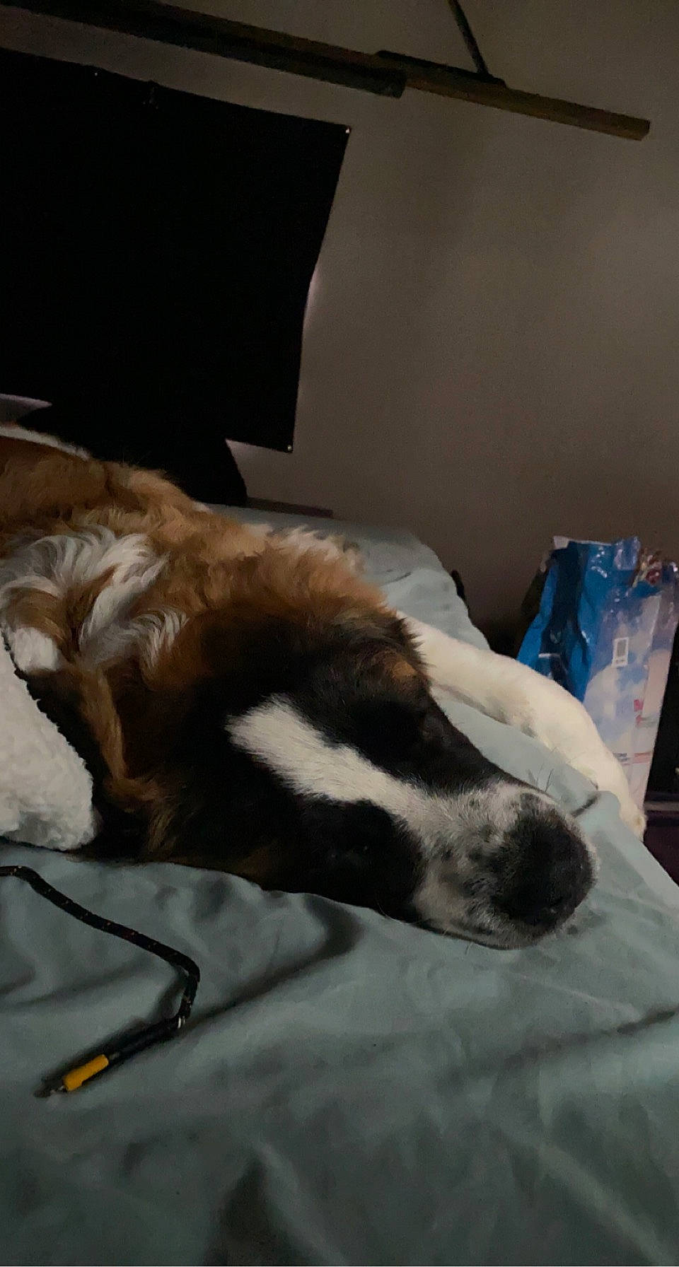 Titus joined the competition — help win amazing prizes! bedding, blanket, canidae, carnivore, claw, comfort, companion_dog, dog, dog_breed, duvet, fur, linens, liver, nap, room, sleep, snout, sporting_group, tail, whiskers