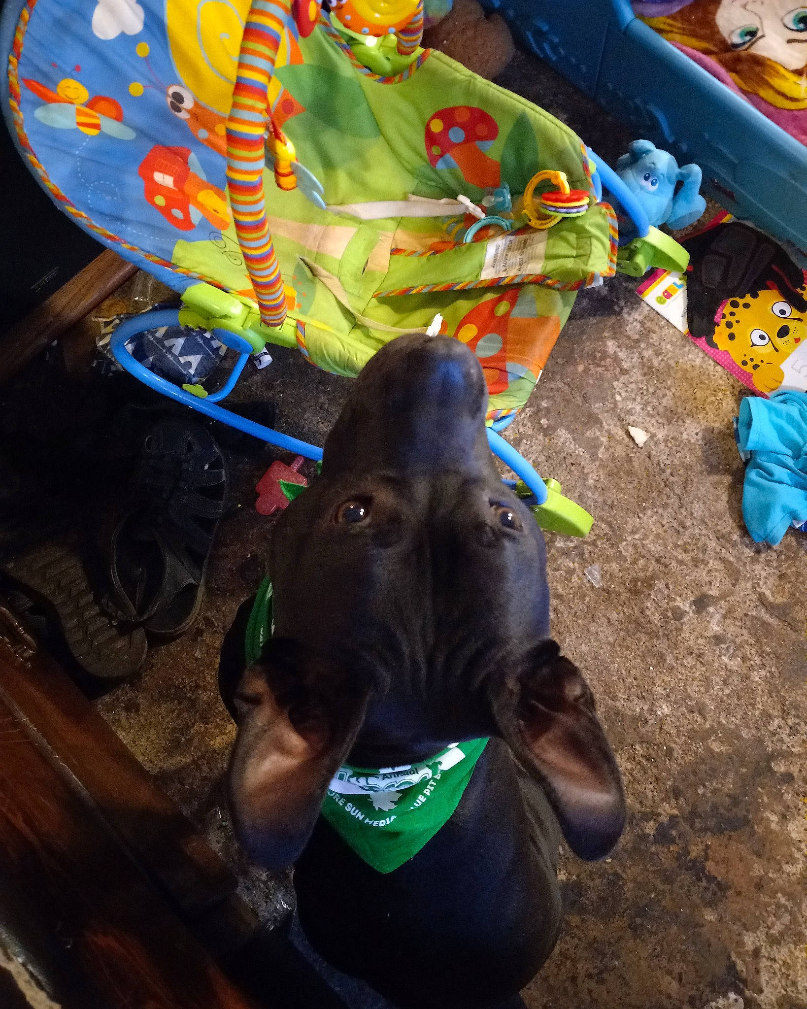 Damon joined the competition — help win amazing prizes! art, canidae, carnivore, collar, companion_dog, dog, dog_breed, dog_collar, dog_supply, fashion_accessory, fawn, fun, leisure, liver, plastic, snout, sporting_group, tints_and_shades, visual_arts, working_animal