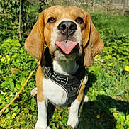 Tiago a rejoint le concours — aidez-le/la à gagner de superbes lots ! dog, beagle, tongue_out, harness, leash, grass, garden, close_up, nose, floppy_ears, brown_and_white, sunlight, playful, pet, outdoor, focus_on_face, shallow_depth_of_field, flowers, portrait, cute