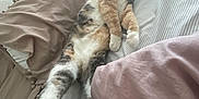 Daisy is registered to the contest to win money with this photo: animal, bed, blanket, calico_cat, cat, cozy, cute, domestic_animal, feline, fur, indoor, pet, pillow, relaxed, resting, sleeping, soft, striped, white_paws, window_light
