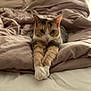 animal, bed, blanket, calico_cat, cat, closeup, comfort, cozy, cute, feline, fur, indoor, paws, pet, relaxed, resting, sleepy, soft_lighting, stretching, warm_colors
