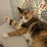 Daisy joined the competition — help win amazing prizes! animal, bed, calico_cat, cat, curious, cute, ears, feline, fur, green_eyes, hair_tie, indoor, patterned_pillow, paw, pet, pillow, relaxed, resting, striped_bedspread, whiskers