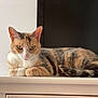 animal, calico, cat, closeup, cute, domestic_animal, ears, feline, fur, green_eyes, indoor, looking, lying_down, mammal, pet, relaxed, resting, still_life, tabby, whiskers