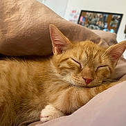 Riley joined the competition — help win amazing prizes! adorable, animal, bed, blanket, cat, closeup, cozy, cute, feline, fur, indoor, kitten, nose, orange_tabby, paw, pet, relaxing, resting, sleeping, whiskers