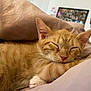 adorable, animal, bed, blanket, cat, closeup, cozy, cute, feline, fur, indoor, kitten, nose, orange_tabby, paw, pet, relaxing, resting, sleeping, whiskers
