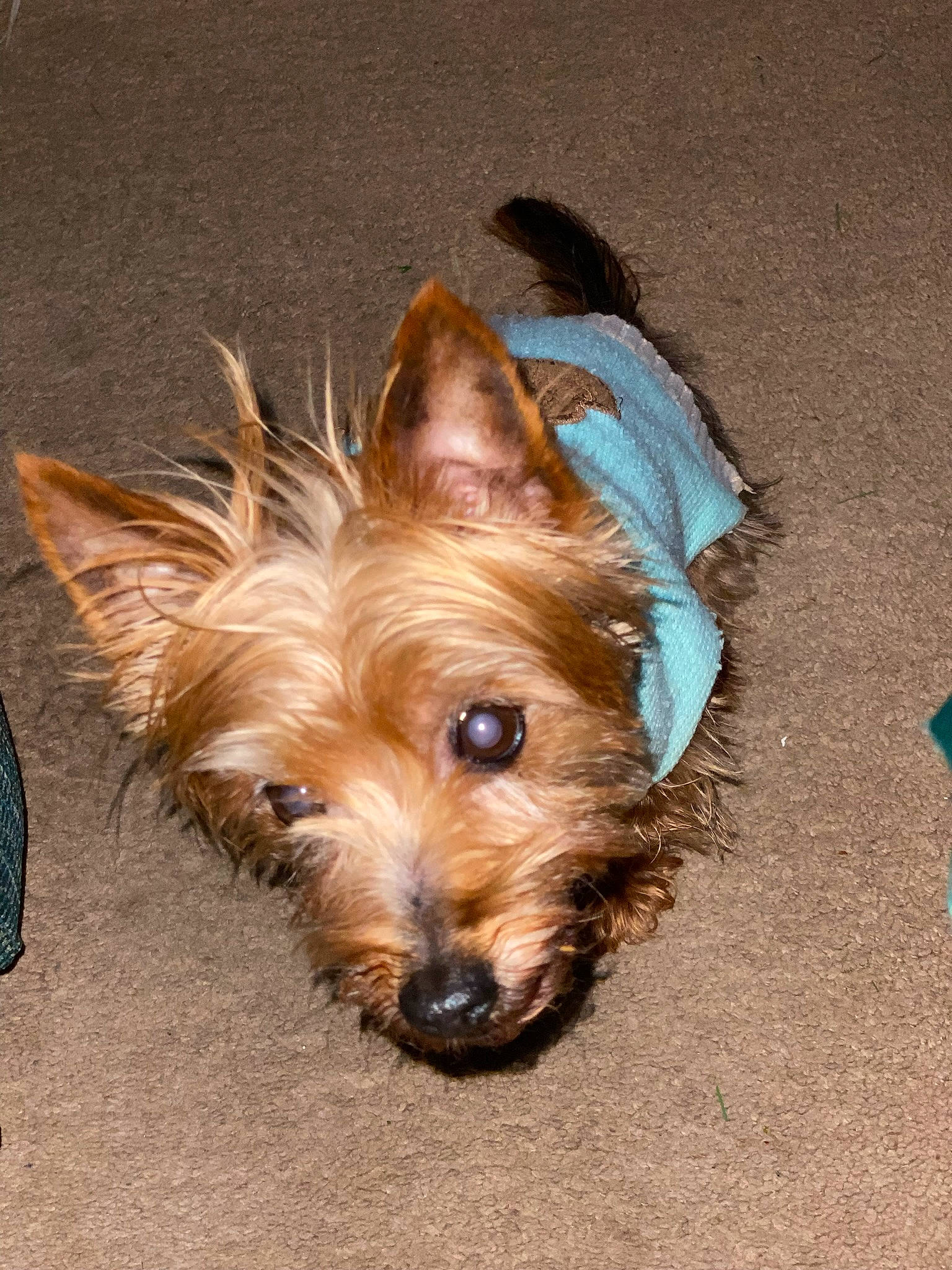 Tiki is registered to the contest to win money with this photo: biewer_terrier, canidae, carnivore, companion_dog, dog, dog_breed, dog_supply, fawn, fur, liver, non_sporting_group, small_terrier, sporting_group, terrier, toy_dog, working_animal, yorkipoo