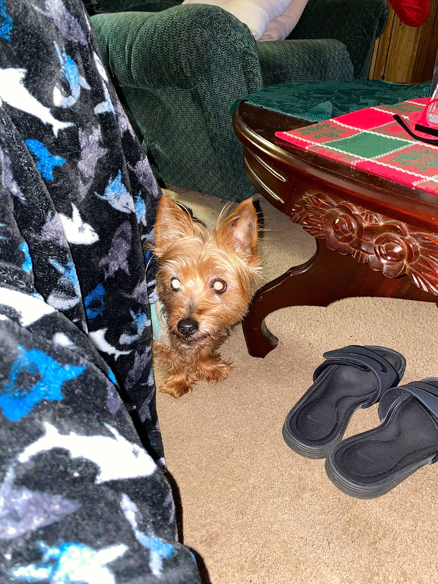 Tiki is registered to the contest to win money with this photo: blue, carmine, carnivore, comfort, companion_dog, dog, dog_breed, dog_clothes, dog_supply, electric_blue, fashion_accessory, fawn, foot, fur, human_leg, sleeve, sporting_group, terrier, toy_dog, whiskers