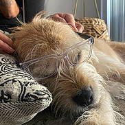 Ruger joined the competition — help win amazing prizes! dog, glasses, sleeping, fur, nose, pillow, hand, indoor, closeup, resting, cozy, carpet, furniture, light, relaxation, pet, animal, portrait, cute, home