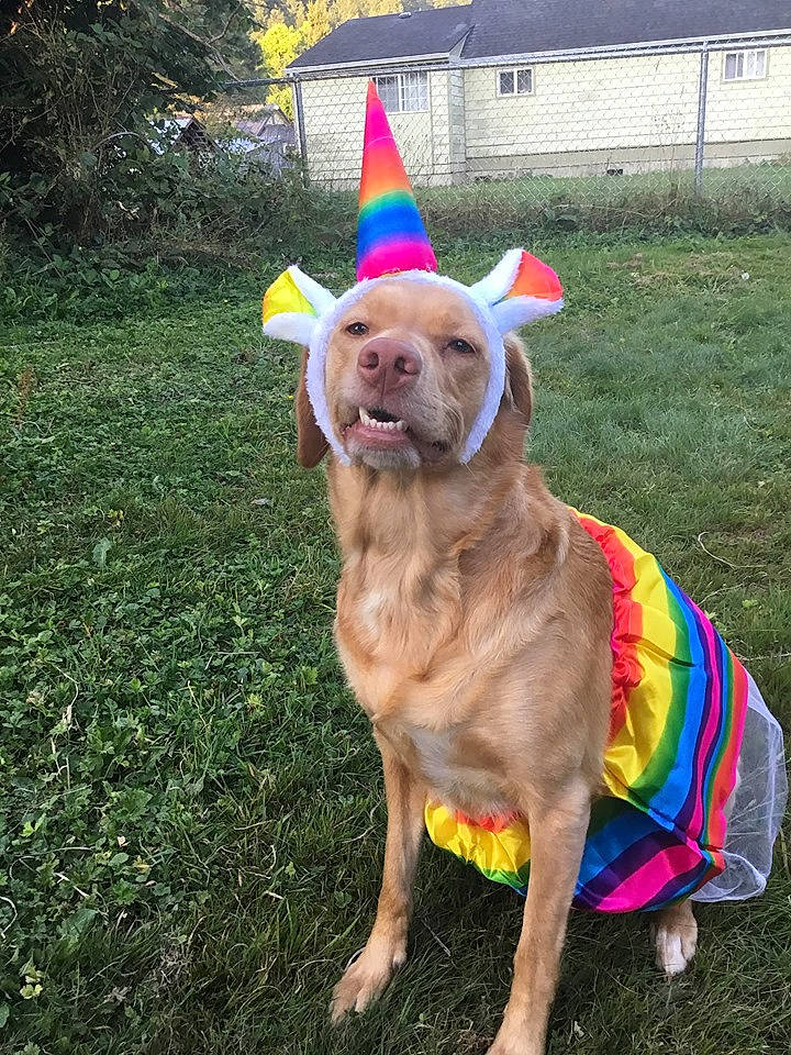 Sugar joined the competition — help win amazing prizes! canidae, carnivore, costume, dog, dog_breed, dog_clothes, ear, fashion_accessory, fawn, grass, labrador_retriever, party_hat, party_supply, retriever, sporting_group, tail, vizsla