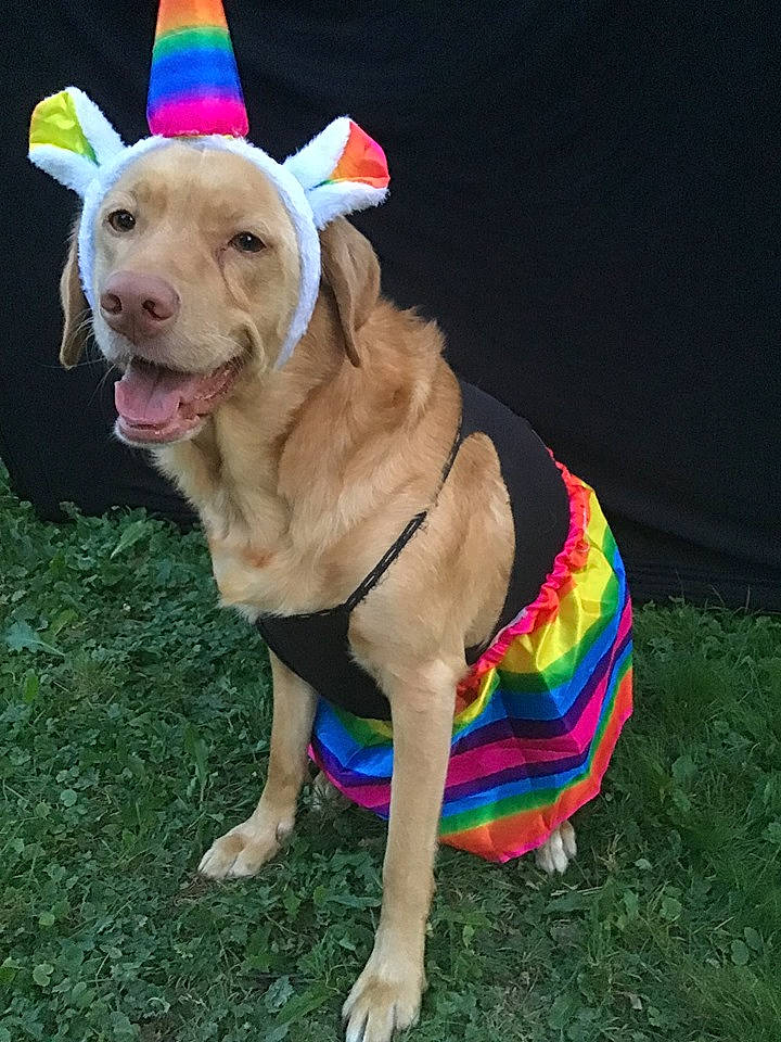 Sugar is registered to the contest to win money with this photo: adventure, canidae, carnivore, companion_dog, costume, dog, dog_breed, dog_clothes, ear, fashion_accessory, fawn, hat, headgear, labrador_retriever, party_hat, party_supply, retriever, sporting_group, tail