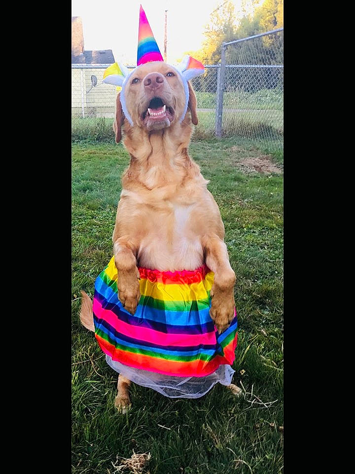 Sugar joined the competition — help win amazing prizes! canidae, carnivore, companion_dog, dog, dog_breed, dog_clothes, fawn, golden_retriever, labrador_retriever, mammal, puppy, sporting_group, weimaraner