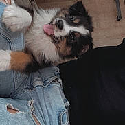 Auslow participe au concours pour gagner de l'argent avec cette photo : animal, black_shirt, casual, closeup, cute, dog, floor, fur, home, indoor, jeans, lap, pet, playing, puppy, relaxed, ripped_jeans, tongue_out, wooden_floor, young_dog
