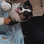 animal, black_shirt, casual, closeup, cute, dog, floor, fur, home, indoor, jeans, lap, pet, playing, puppy, relaxed, ripped_jeans, tongue_out, wooden_floor, young_dog