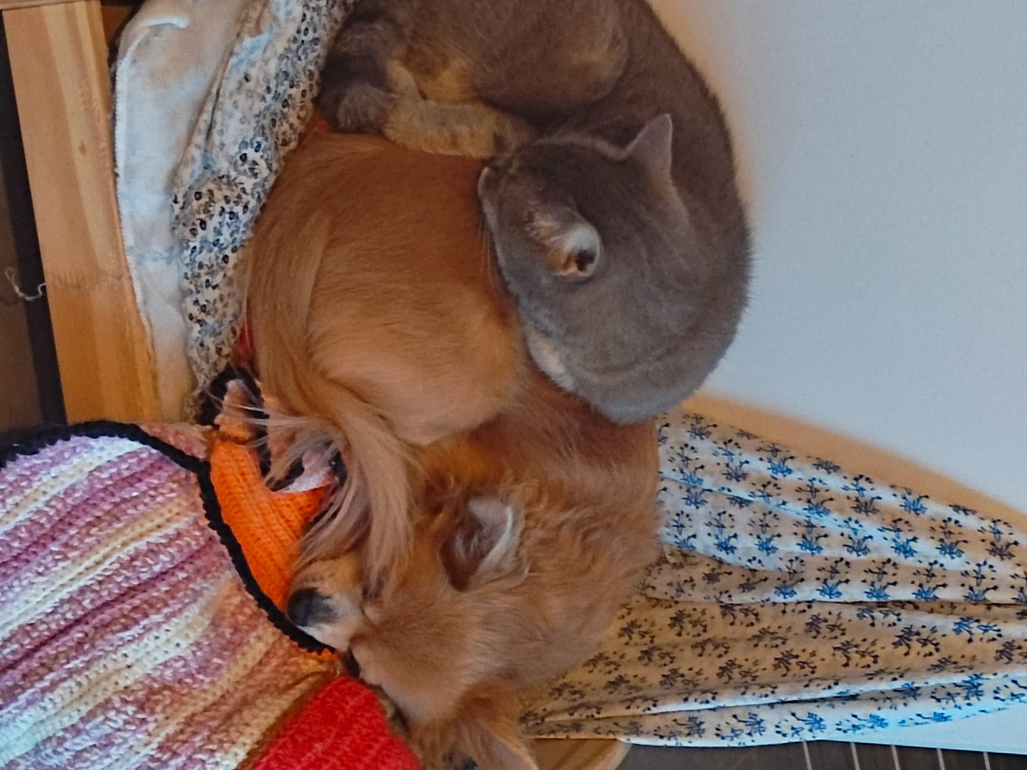 Fleur a rejoint le concours — aidez-le/la à gagner de superbes lots ! canidae, carnivore, collar, comfort, companion_dog, dog, dog_breed, ear, fawn, felidae, fur, liver, pet_supply, small_to_medium_sized_cats, snout, sporting_group, tail, whiskers, wood, working_animal