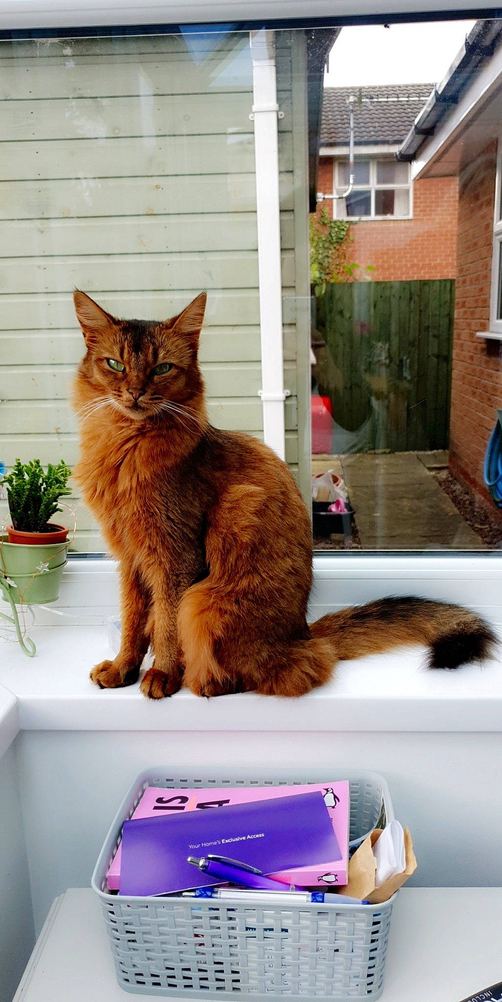 Piper joined the competition — help win amazing prizes! carnivore, cat, domestic_short_haired_cat, european_shorthair, fawn, felidae, kitten, maine_coon, mammal, small_to_medium_sized_cats, somali, tail, whiskers, window