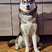 Ace a rejoint le concours — aidez-le/la à gagner de superbes lots ! dog, husky, siberian_husky, pet, sitting, tongue_out, collar, fur, paws, ears, muzzle, indoor, kitchen, wood_cabinet, tiles, terracotta_floor, portrait, happy, domestic_animal, shadow