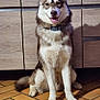 dog, husky, siberian_husky, pet, sitting, tongue_out, collar, fur, paws, ears, muzzle, indoor, kitchen, wood_cabinet, tiles, terracotta_floor, portrait, happy, domestic_animal, shadow