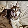 Ace participe au concours pour gagner de l'argent avec cette photo : dog, husky, pet, animal, tongue, couch, blanket, indoor, sitting, looking_at_camera, ears, fur, portrait, domestic, home, paw, bed, muzzle, eyes, relaxed