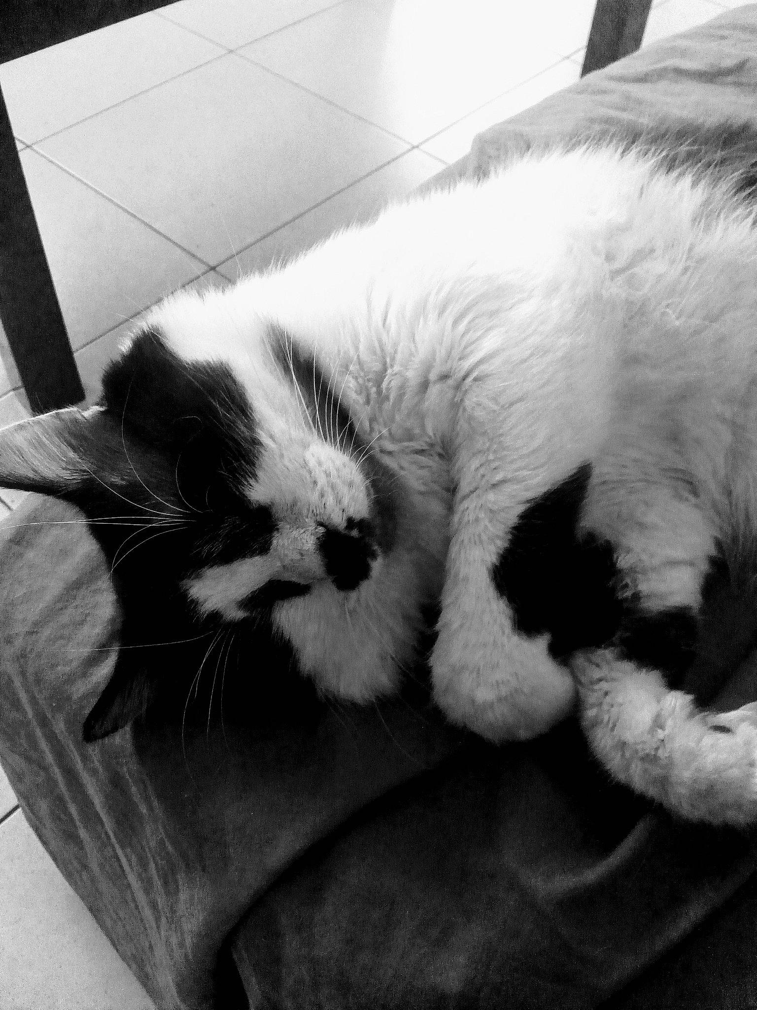 Souris Blanche a rejoint le concours — aidez-le/la à gagner de superbes lots ! black_and_white, canidae, carnivore, cat, companion_dog, felidae, fur, kitten, monochrome, monochrome_photography, nap, paw, puppy, sleep, small_to_medium_sized_cats, style, tail, whiskers