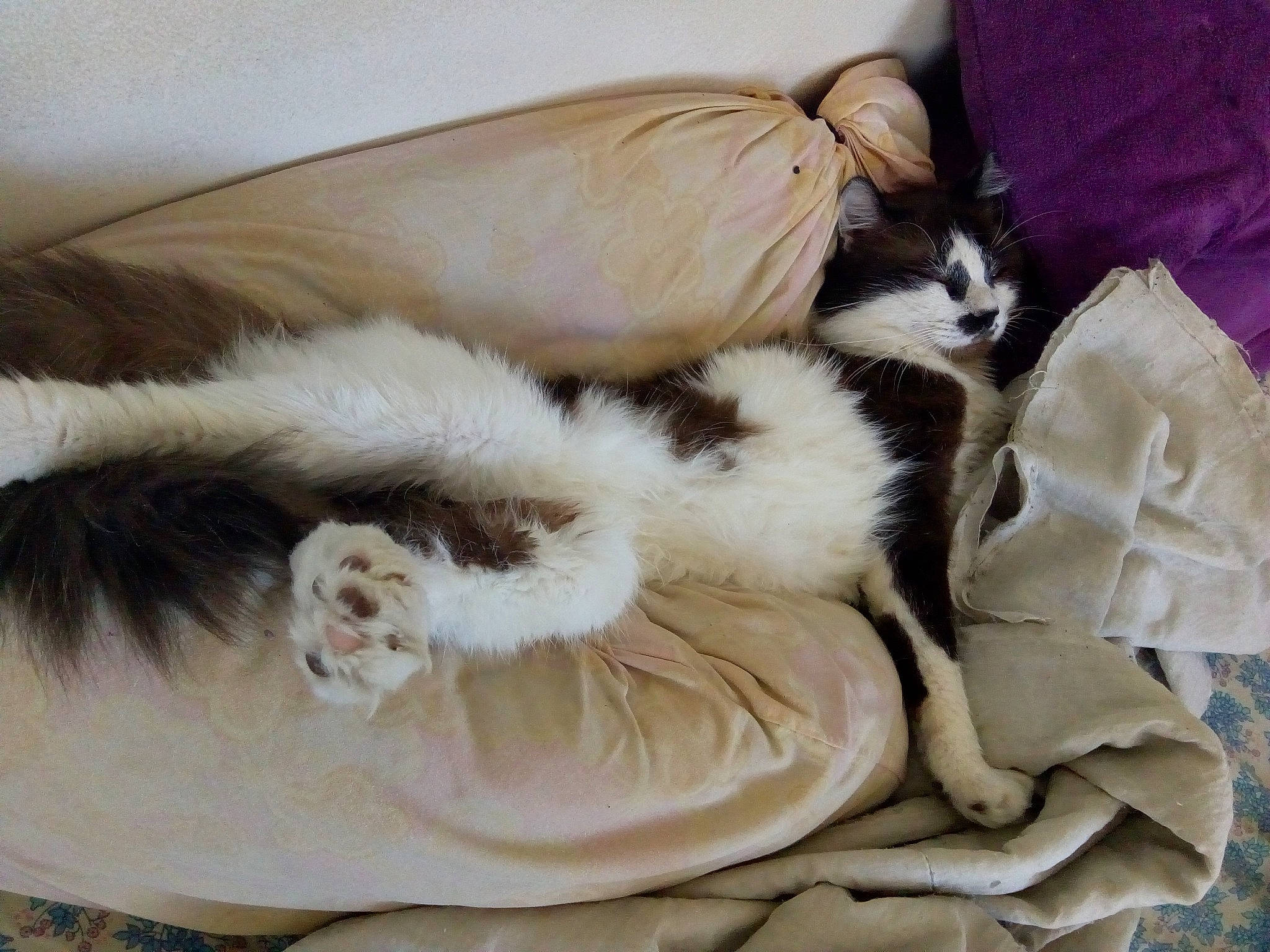 Souris Blanche participe au concours pour gagner de l'argent avec cette photo : canidae, carnivore, cat, companion_dog, felidae, fur, nap, norwegian_forest_cat, sleep, small_to_medium_sized_cats, tail